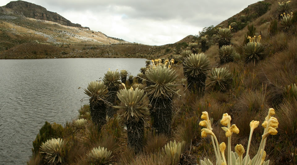 La Importancia de Invest Colombia para el Cumplimiento de las Metas Globales de Biodiversidad